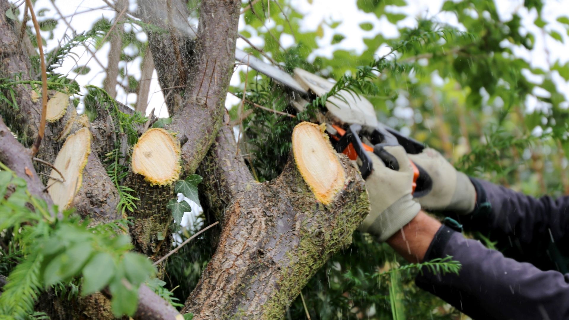 SafeDrop Tree Felling team at work on a property
