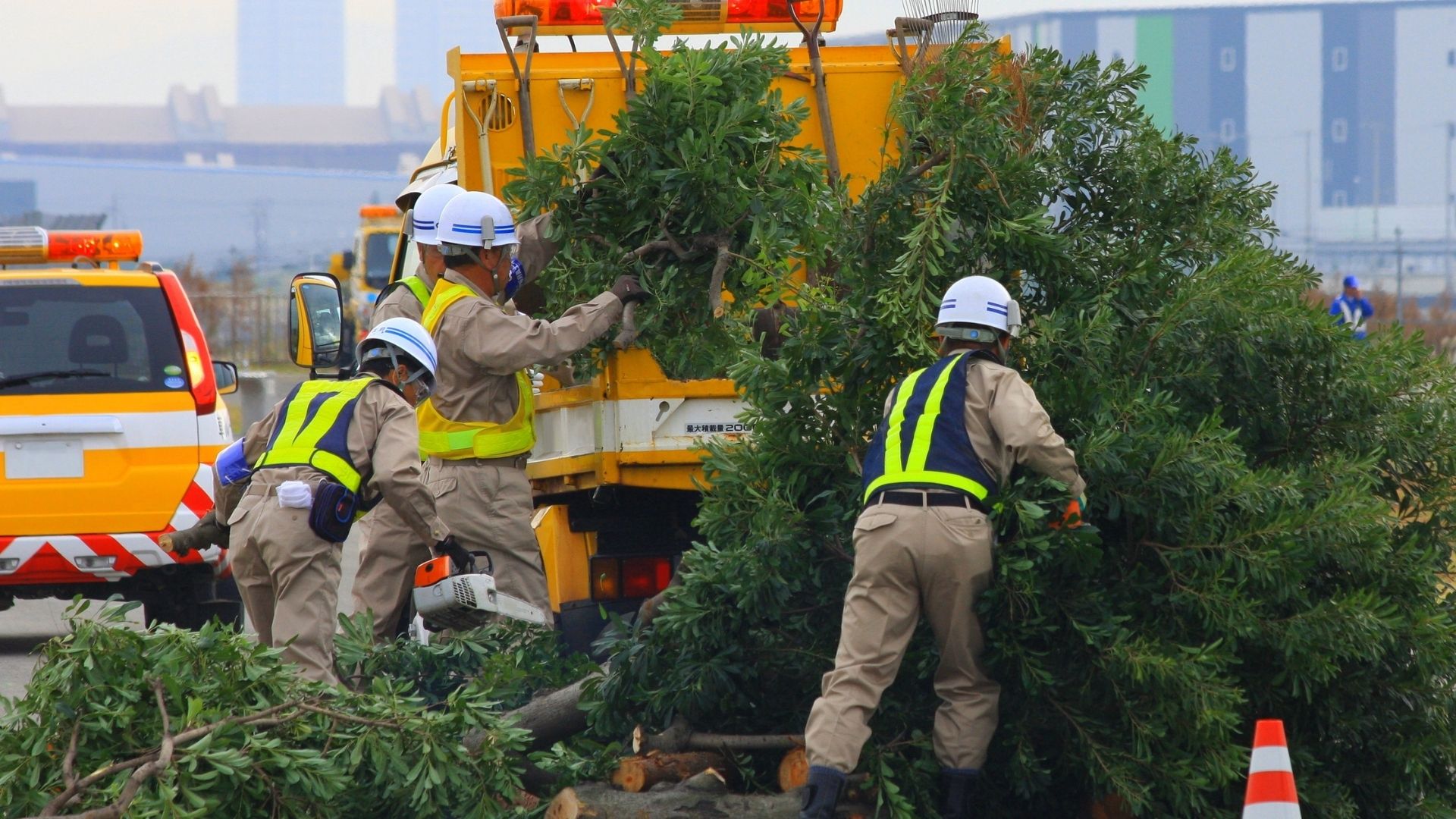 Tree trimming and pruning service