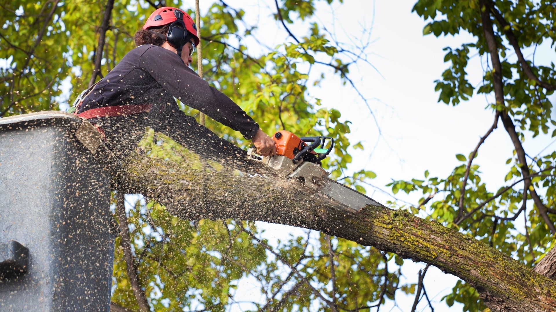 Tree felling and removal work by SafeDrop